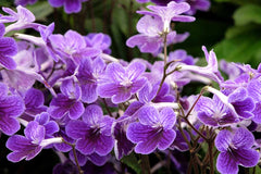 Streptocarpus