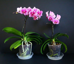 Orchids